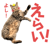 674737317