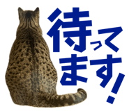 674737341