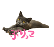 675387427