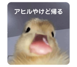 675425090