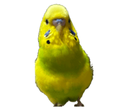 675733768