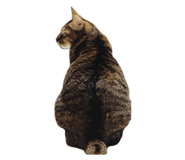 675816080