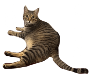 675816115
