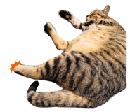 675816116