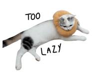 675886205
