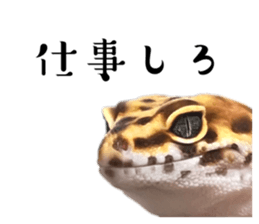 676008823