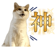 676185554