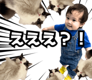 677544083