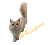 677570020