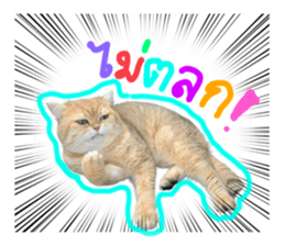 677570667
