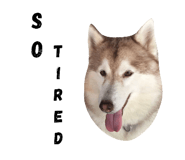 67771814