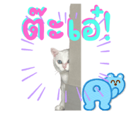 678137500