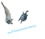 678143556