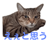 678436511