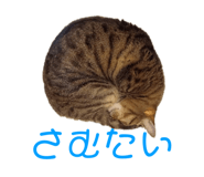 678436520