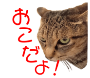 678436521