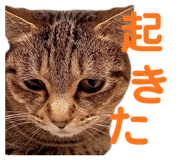 678436525