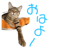 678436533