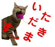 678436537