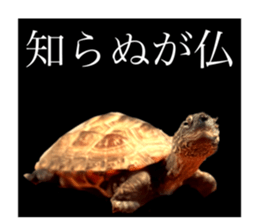 678452020