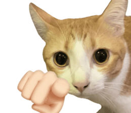 ลายที่ 1