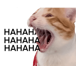 ลายที่ 7