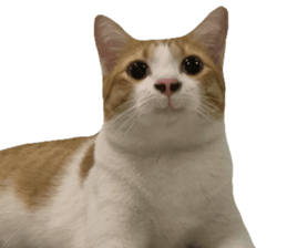 ลายที่ 9