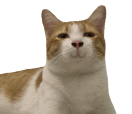 ลายที่ 11