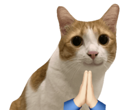 ลายที่ 13