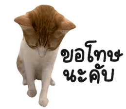 ลายที่ 15