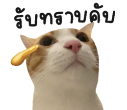 ลายที่ 17