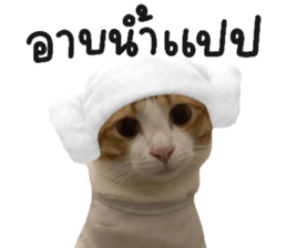 ลายที่ 23