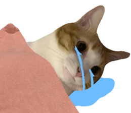 ลายที่ 25