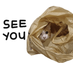 ลายที่ 27