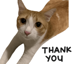 ลายที่ 29