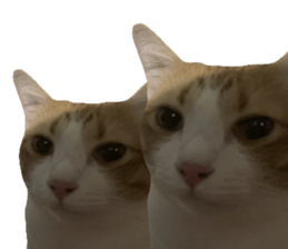 ลายที่ 31