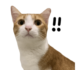 ลายที่ 37