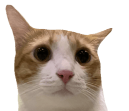 ลายที่ 39