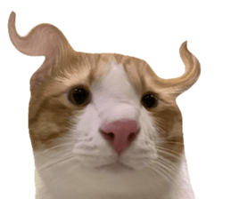 ลายที่ 41