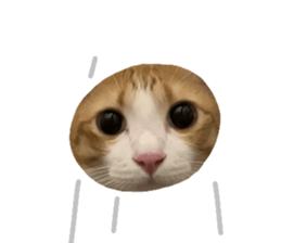 ลายที่ 43