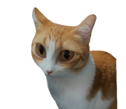 ลายที่ 47