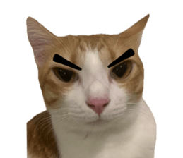 ลายที่ 49