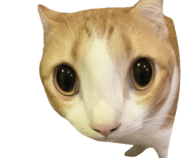 ลายที่ 53