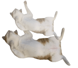 ลายที่ 55