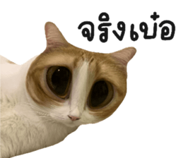 แรมโบ้แมวเหมียว 2 รูปที่ 29