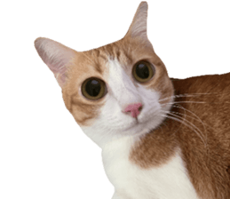 ลายที่ 59