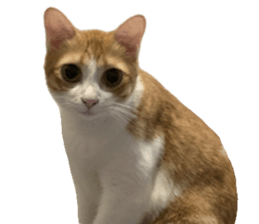 ลายที่ 61