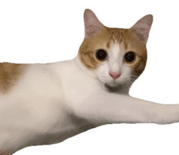 ลายที่ 63