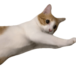 ลายที่ 65