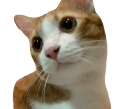 ลายที่ 67